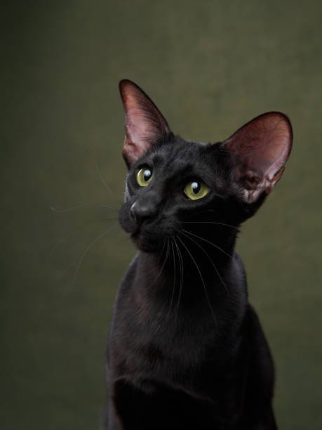 istock oriental cat on a green background. graceful pet 1819269013