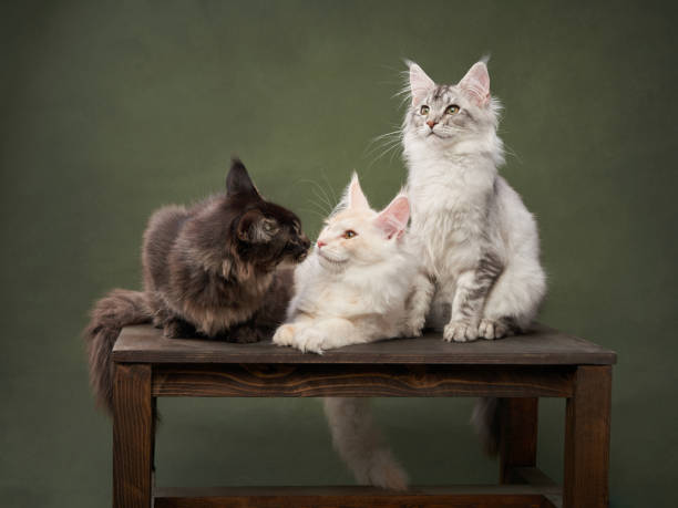 istock three kittens are sitting on a bench on a green background. Funny cats play together. 1819269020