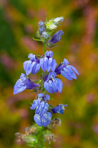 Great blue lobelia flowers, Lobelia siphilitica, blooming at The Fells in Newbury, New Hampshire in late summer.
