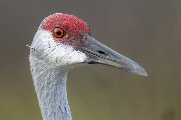 istock A closeup of a sandhill crane 1819280657