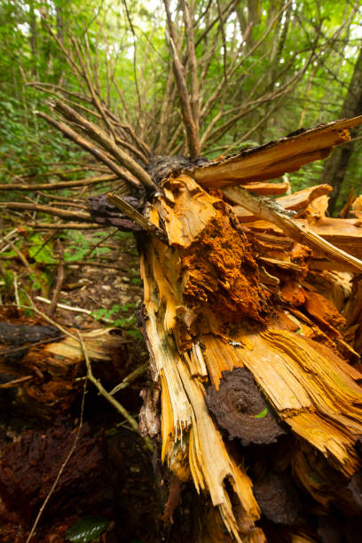 istock Shattered, dead, red spruce tree on Mt. Sunapee, New Hampshire. 1819281083