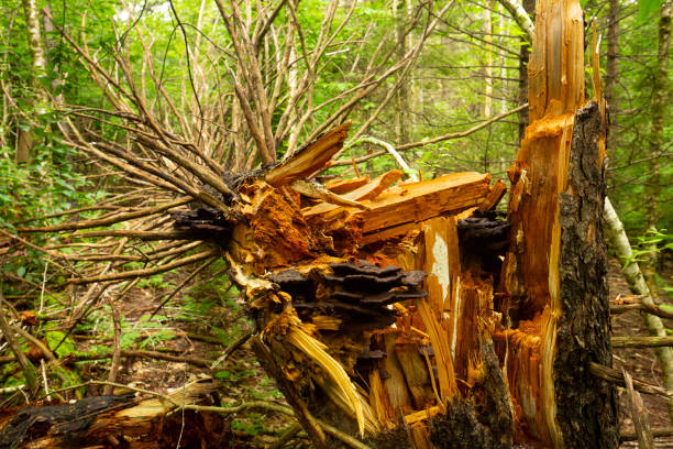 istock Shattered, dead, red spruce tree on Mt. Sunapee, New Hampshire. 1819283838