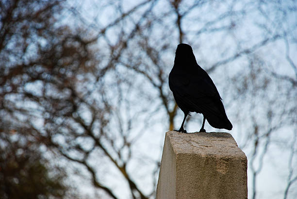 Raven_on_a_gravestone – zdjęcie