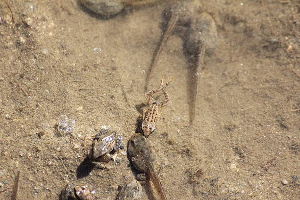 istock Tadpole, Pollywog & Baby Frog 181929191