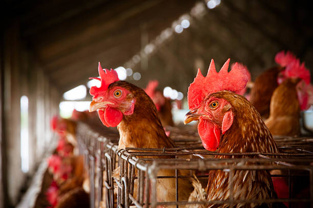 istock Eggs Chickens on the local farm 181929386
