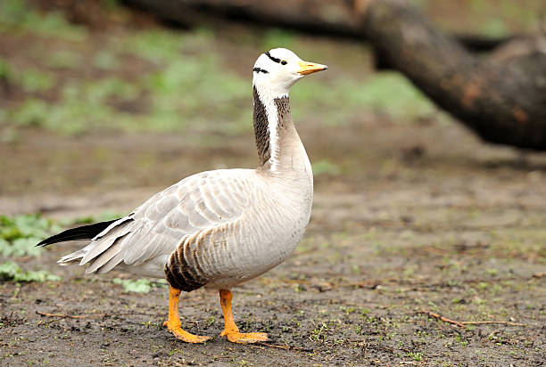 Bar-headed goose (Anser indicus) Bar-headed goose (Anser indicus) bar headed goose anser indicus stock pictures, royalty-free photos & images