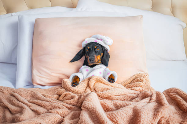 パジャマとナイトキャップを着た犬がキングサイズのベッドで休んでいます。ベッドレスト、甘えん坊の子供