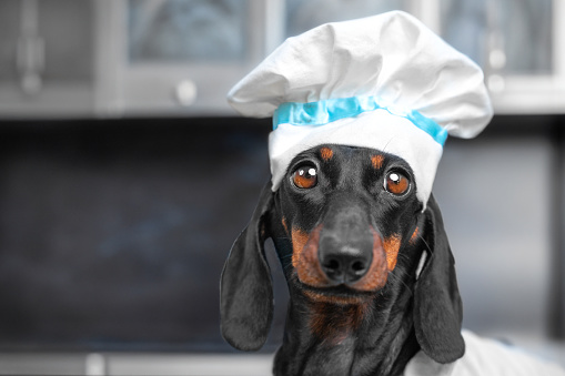 Dachshund dog nutritionist, proper nutrition for animals, balanced food Puzzled chef in cap stands in kitchen looking carefully with tired look Fast food restaurant employee ad food delivery service