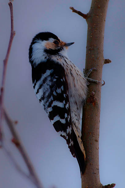 Lesser spotted woodpecker profile A picture of a lesser spotted woopecker sitting on a tree and seen from the side. lesser spotted woodpecker stock pictures, royalty-free photos & images