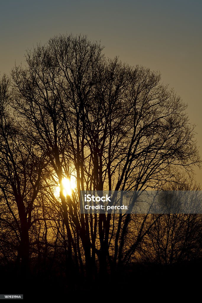 Baum bei Sonnenuntergang. - Lizenzfrei Abenddämmerung Stock-Foto