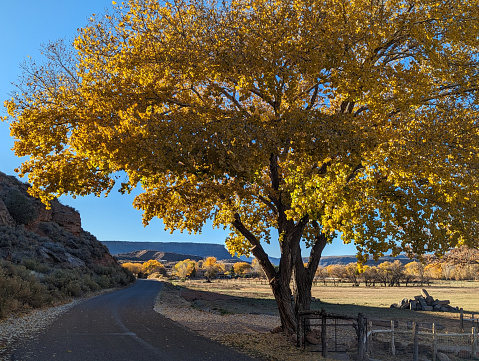 Grafton Road in Rockville Utah and Cottonwood Tree in Autumn Glory