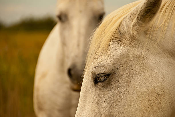 White_horses - Photo