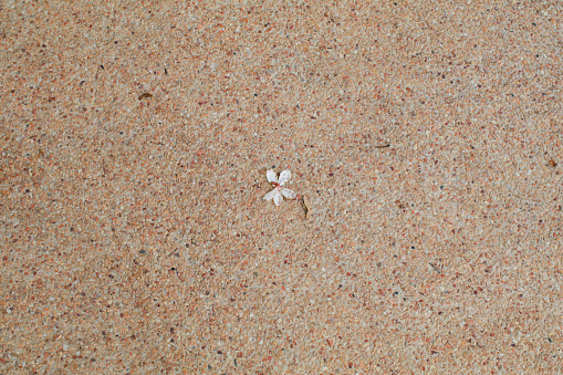 White flower fall on floor with small stone and cement. Texture sand wash background, Architecture wallpaper. Wall finishing surface, sand washed.