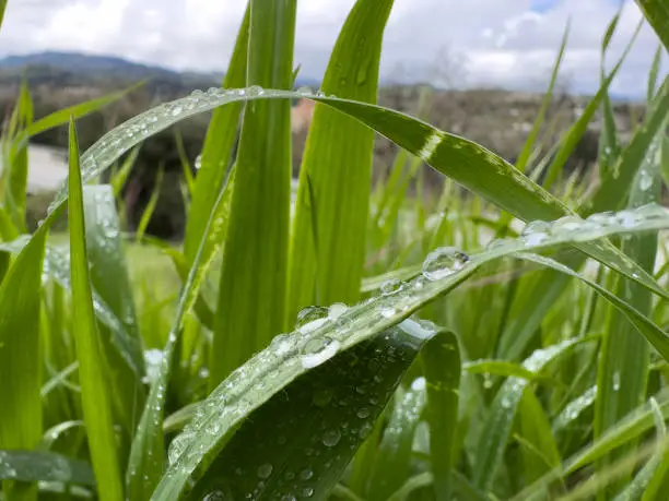 Close up of large dew drops on blades of green grass in the morning after the rain. Mountains and cloudy blue sky in the background