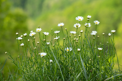 Wild daisy at Foothills Parkway in Spring, Great Smoky Mountains National Park, USA