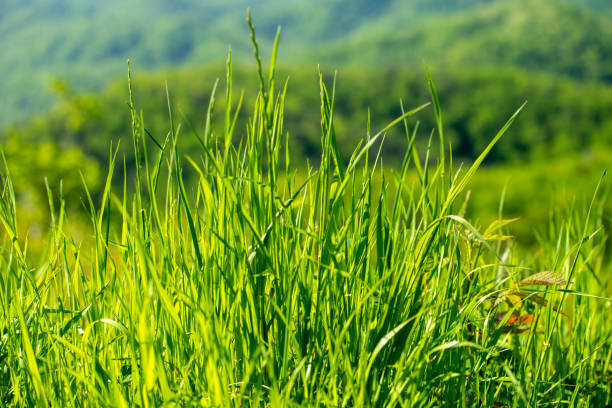 Grass at Foothills Parkway in Spring, Great Smoky Mountains National Park, USA