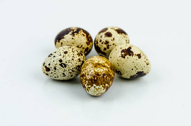 Quail egg stock photo