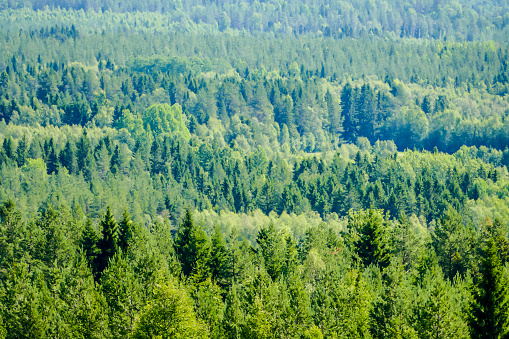 trees in the field, beautiful photo digital picture