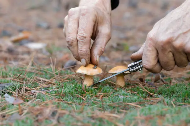 Mushroom picking in the forest.Man picking mushrooms in a pine forest.Mushroom season.