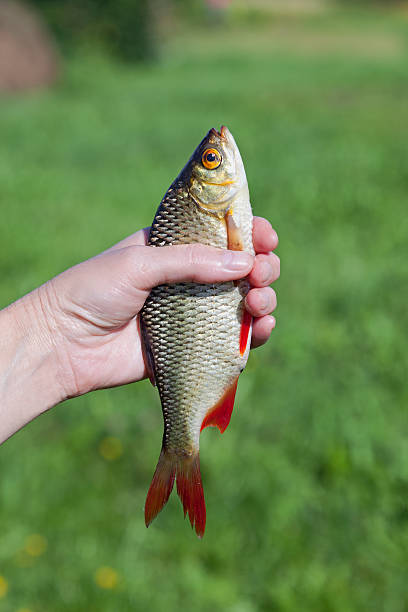 istock Freshly caught fish rudd  in the hand 181937023