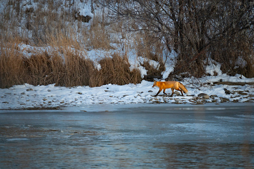 Fox hunting the river bank