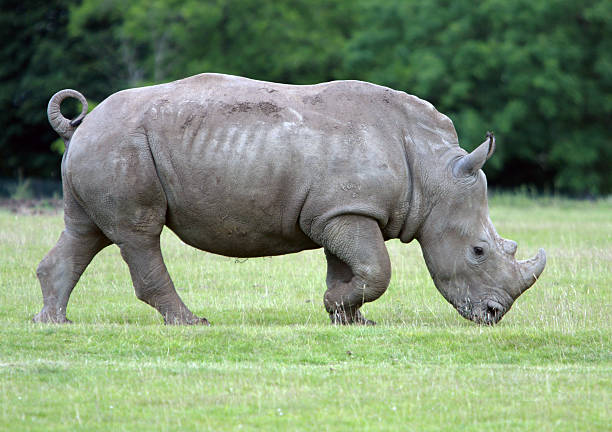 istock Rhinoceros grazing 181937410