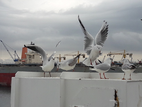 Photos taken while feeding seagulls in the Terhaneler area, in Yalova, Turkey.