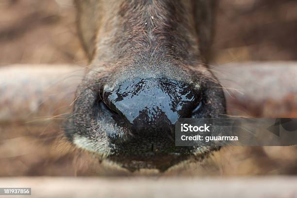 Nariz Buffalo En Tailandia Foto de stock y más banco de imágenes de Aire libre - Aire libre, Andar, Animal