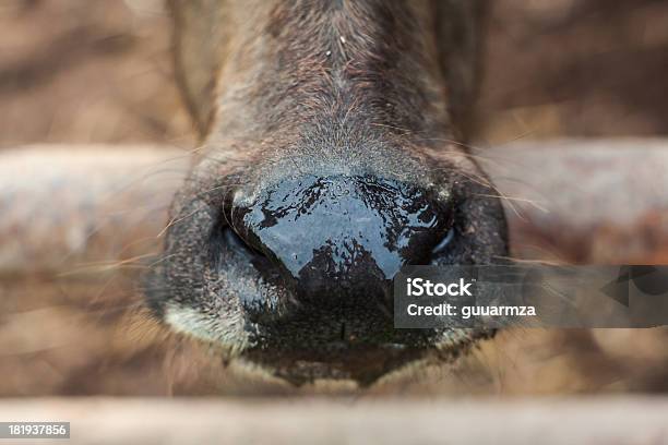 Nos Buffalo W Tajlandii - zdjęcia stockowe i więcej obrazów Azja - Azja, Azja - Pacyfik, Bydło