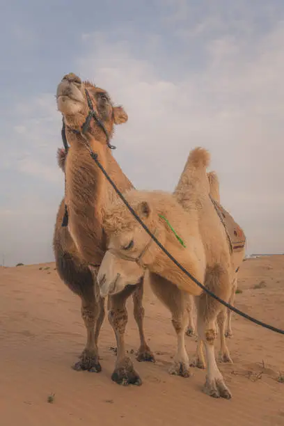Two camels posing in the desert, Inner-Mongolia, China. Orange and cyan colors, copy space for text, vertical wallpaper