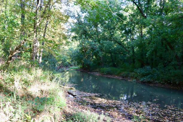 istock Creek in the Woods 1819382444