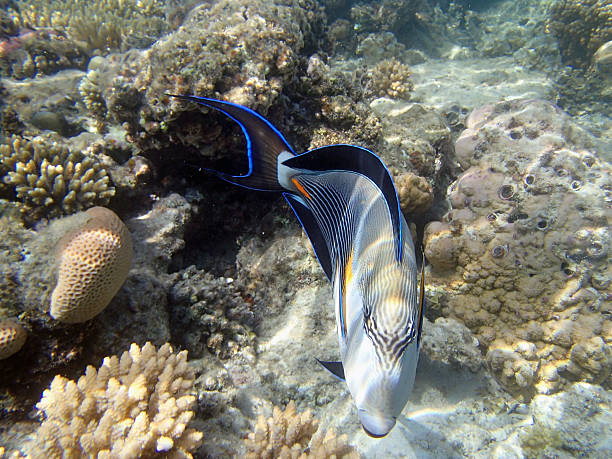 istock snorkeling in the red sea 181939143