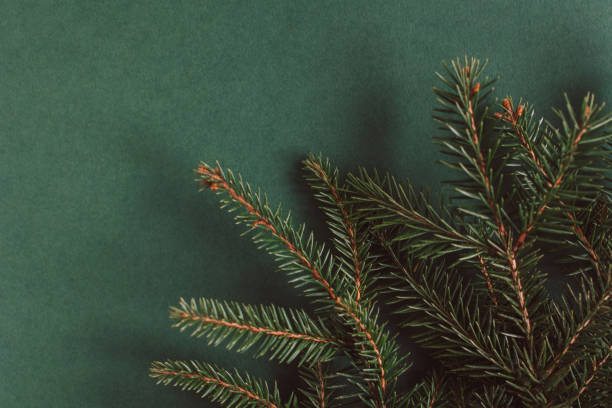 istock Fresh spruce branches on a dark green background. 1819396499