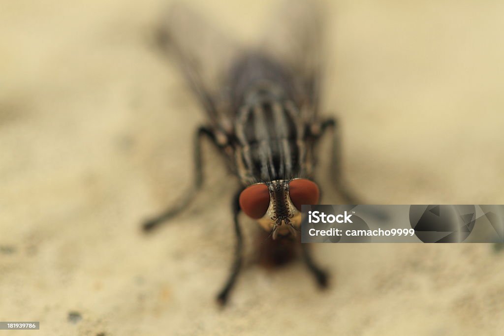 Mosca en la pared - Foto de stock de Ala de animal libre de derechos