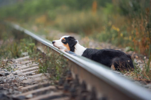 istock An Australian Shepherd dog is waiting for a train on the rails. 1819399733