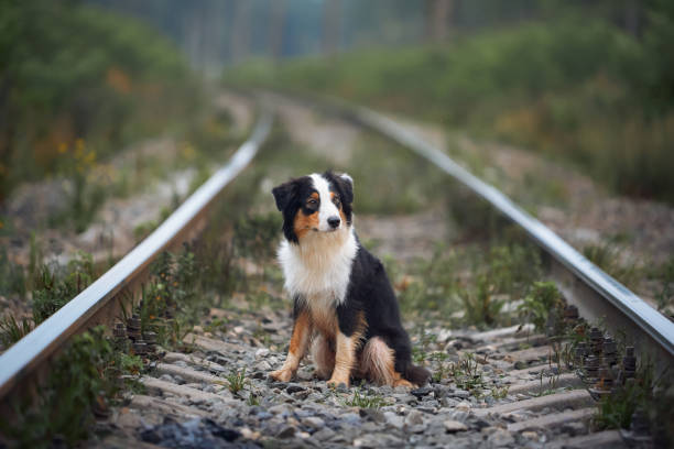 An Australian Shepherd dog is waiting for a train on the rails.