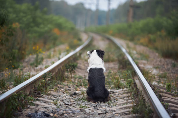 istock An Australian Shepherd dog is waiting for a train on the rails. 1819399737