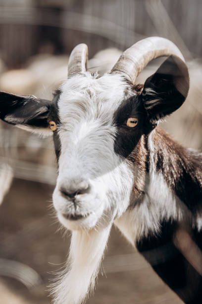 istock a goat with horns and a beard, black and white. close-up 1819404711
