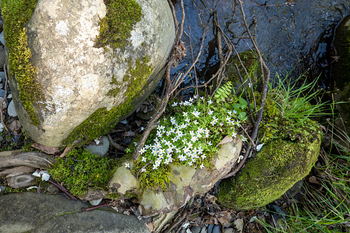 Wild flowers on rock at Little Pigeon River, Great Smoky Mountains National Park, USA