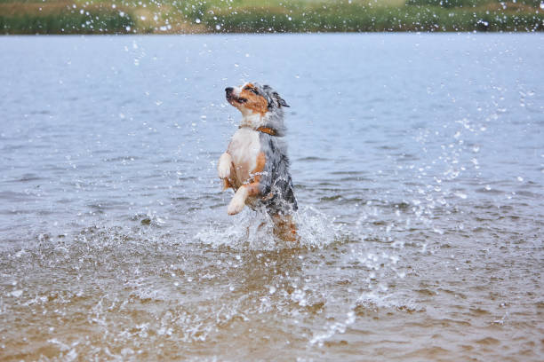 istock Dog bathes in the river 1819405856