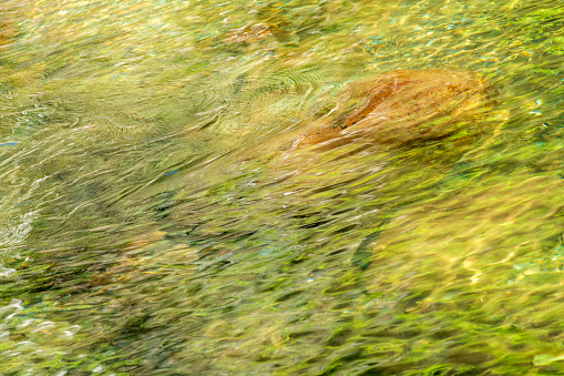Springtime color reflection in Little Pigeon River, Great Smoky Mountains National Park, USA