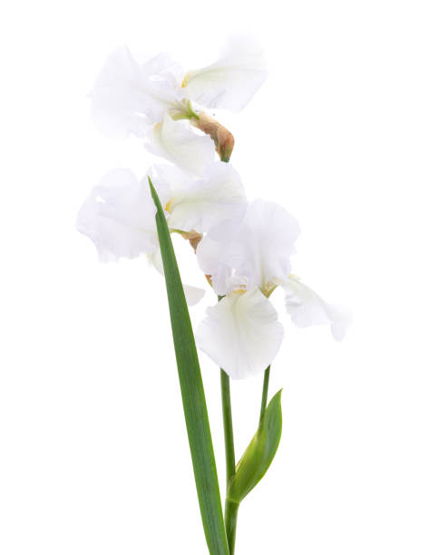 istock A bouquet of white irises. 1819406063