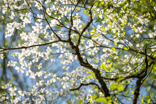Dogwood in Spring, Great Smoky Mountains National Park, USA