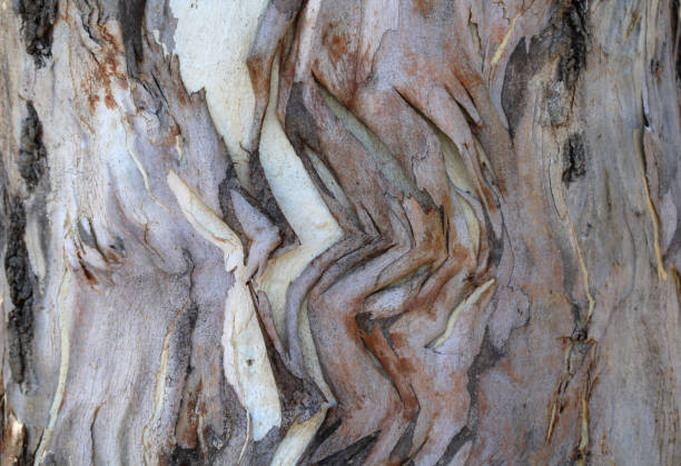 istock Close up textured abstract background of tree bark 1819410765