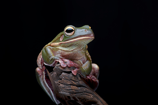 The white-lipped tree frog (Nyctimystes infrafrenatus)is the world's largest tree frog