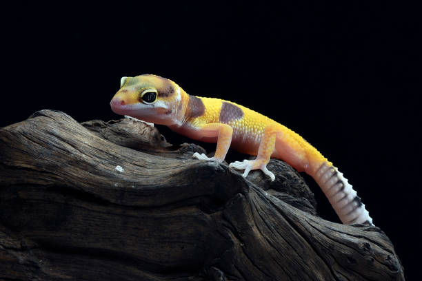 istock The leopard gecko or common leopard gecko (Eublepharis macularius) 1819413903