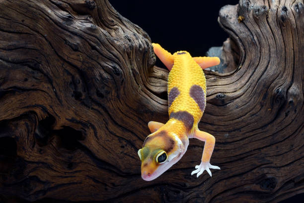 The leopard gecko or common leopard gecko (Eublepharis macularius) leopard gecko isolated on black background tokay gecko stock pictures, royalty-free photos & images