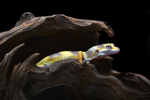 leopard gecko isolated on black background