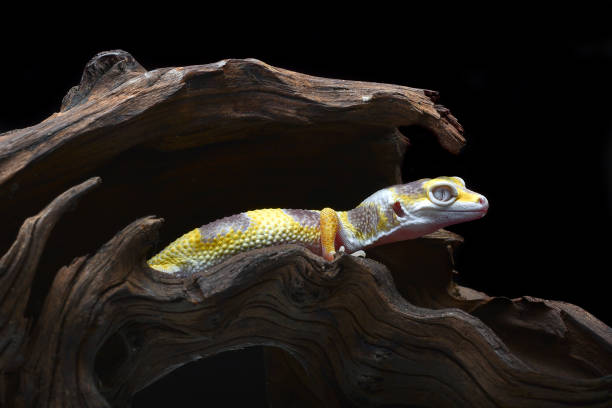 The leopard gecko or common leopard gecko (Eublepharis macularius) leopard gecko isolated on black background tokay gecko stock pictures, royalty-free photos & images