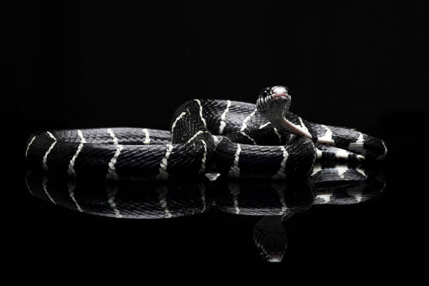 istock Boiga dendrophila, commonly called the mangrove snake 1819414952